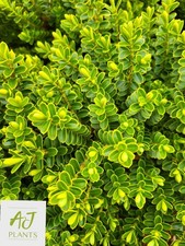 Hebe vernicosa - 3 Litre Pot -