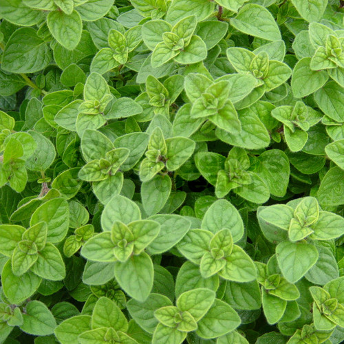 Oregano greek plant - plant,