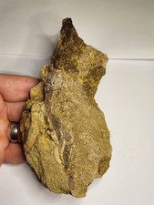 **6 INCH TRICERATOPS SKULL