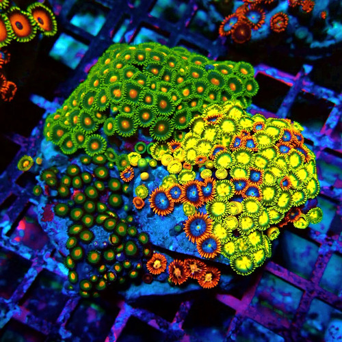 Wysiwyg zoas mix - -,