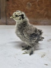 Fertile Silkie Hatching Eggs