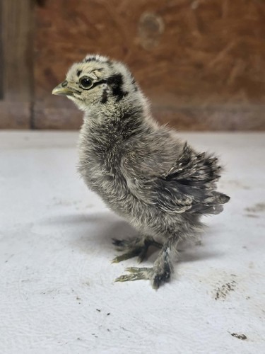 Fertile silkie hatching - fertile,