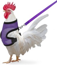 Chicken Harness with Leash