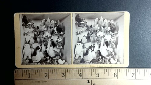 Taxidermy display birds and - birds,