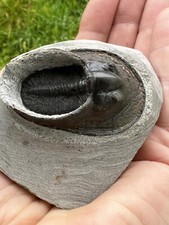 Trilobite Harpes