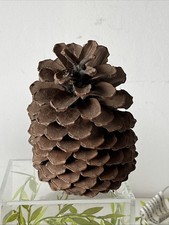 Jumbo Pine Cone, Natural