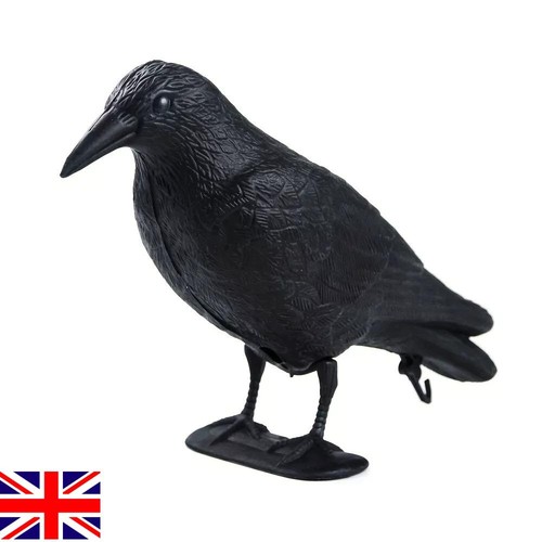 Pigeon scarer life - pigeon,