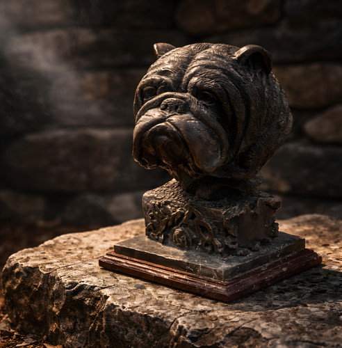 Bulldog bronze - bulldog,