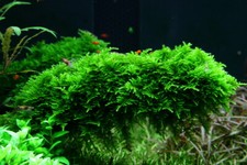 Java moss live aquarium - java,