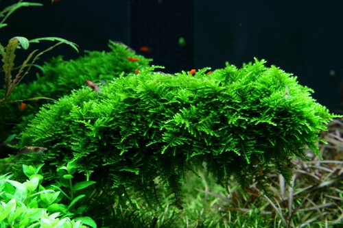 Java moss live - moss, aquarium