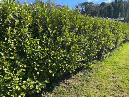 Griselinia hedging plants - hedging,