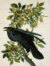 Havell Audubon American Raven Zoology Print Poster Bb5588B