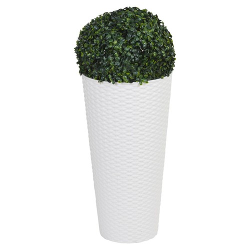 Elegant tall large - tall, plant