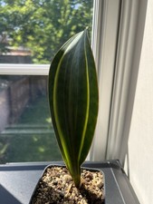Sansevieria Masoniana white