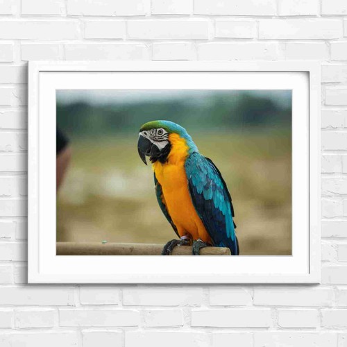 Blue and gold - blue,