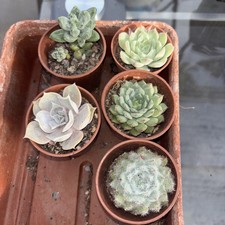 Echeveria collection x 5 all