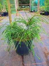 Thuja plicata Whipcord  7litre
