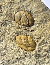 British Cambrian AGNOSTID TRILOBITE Tomagnostus fissus Pembrokeshire Fossil