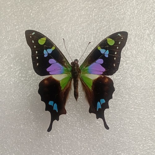 Purple spotted swallowtail - spotted,