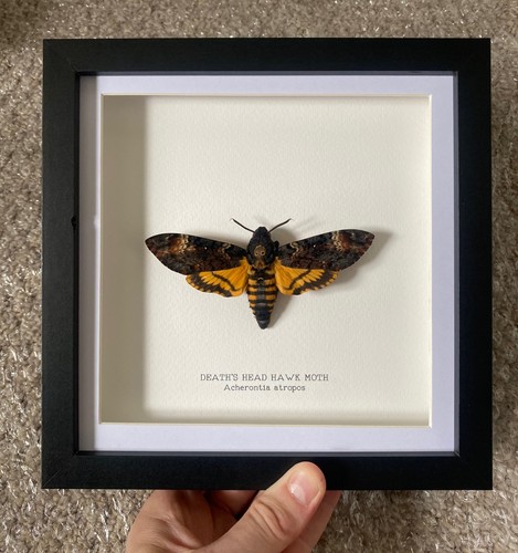 Real death head - death’s, hawkmoth