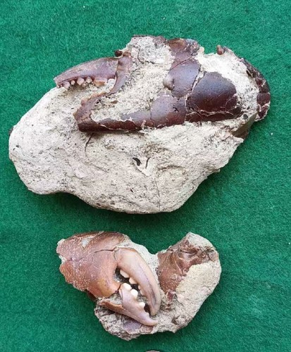 2pc jurassic natural crab - natural,
