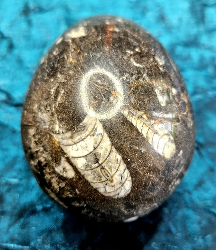 Fossil egg shape polished - egg,