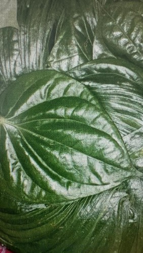 Bangladeshi bangla paan 5 - 50,