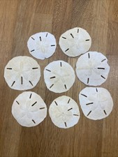 Lot of 8 Assorted Sand Dollar