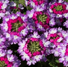 Verbena Trailing Sparkle