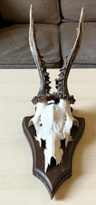Roe Deer Skull Antlers –