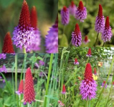4 X plants of Primula vialii pots, planters patio shade
