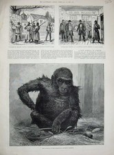 Original Old Antique Print 1887 Gorilla Zoological Gardens Ireland Clare Kerry