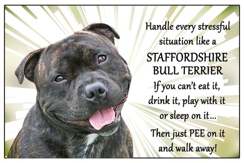 Staffordshire bull terrier - bull,
