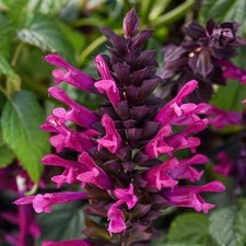 Salvia Pink Plum Crazy™