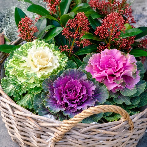 Ornamental cabbage mix - ornamental,