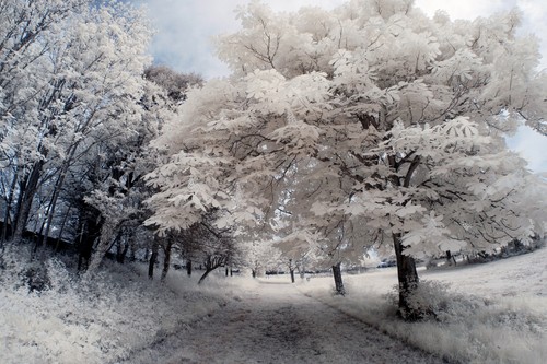 Nikon d200 infrared conversion - infrared,