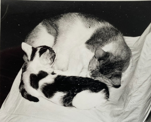 Snapshot beautiful cat feeds - snapshot,