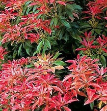 21inch inc pot 7litre size - inc.,