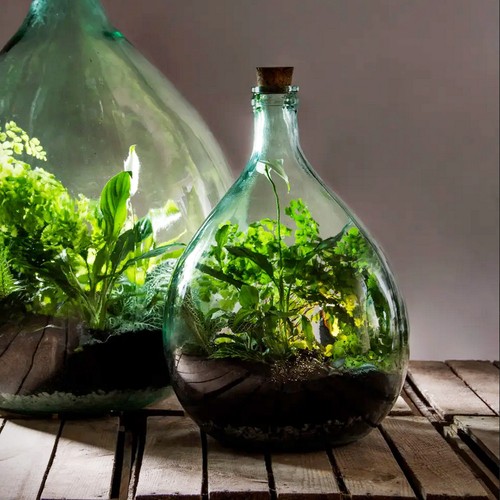 Recycled glass terrarium belly - glass,