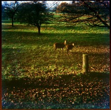 35mm Slide - Deers in Autumn