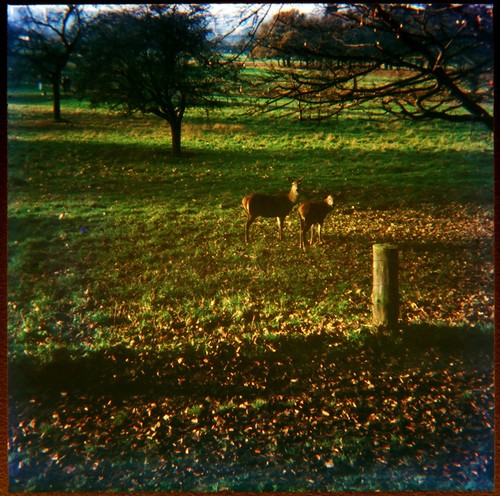 35mm slide deers in - -,