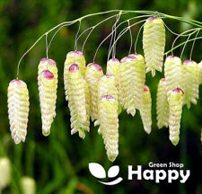 Greater Quaking Grass - 400