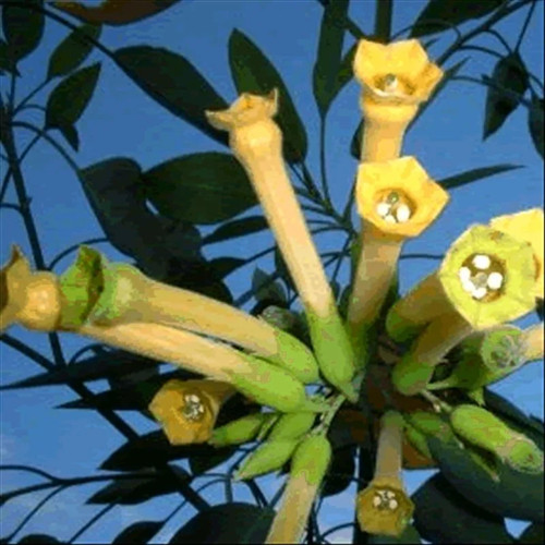 Blue tree glaucia tobacco - blue,