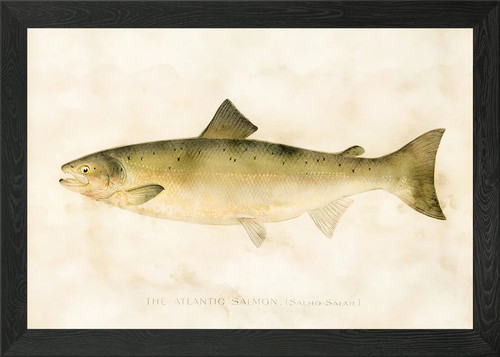 Atlantic salmon framed - salmon,