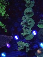 smooth skin acropora Coral