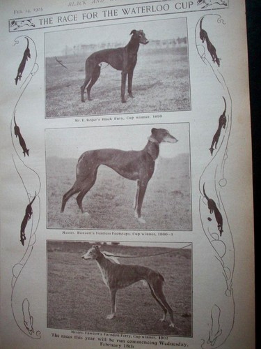 1903 coursing greyhound - 1903,