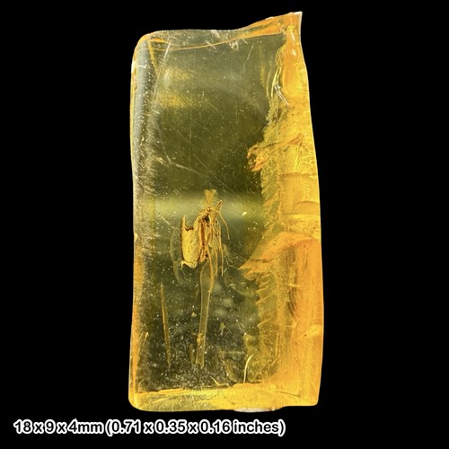 Baltic amber fossil non - amber,