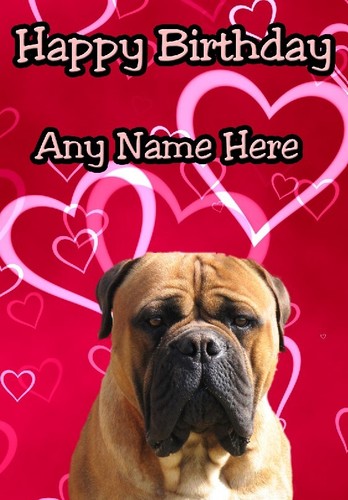 Bullmastiff dog - bullmastiff, a5