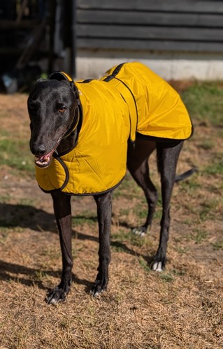 Greyhound warm winter - , coat