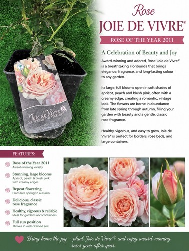 Rose joie vivre - de, –